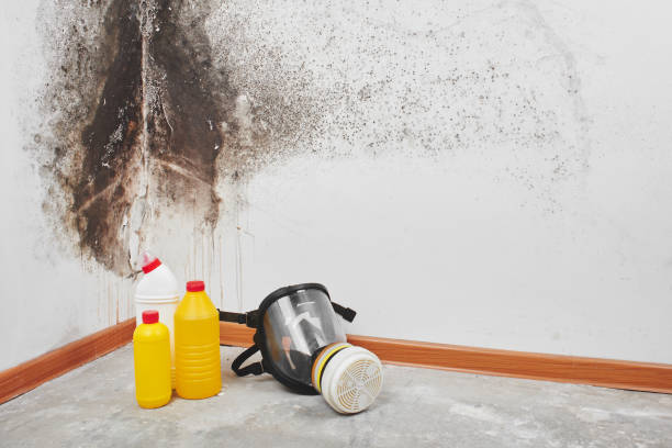 Best Professional Mold Removal  in Atkins, IA