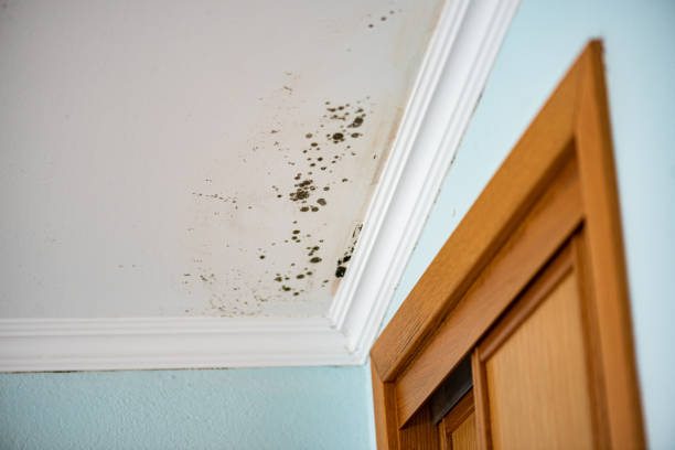 Best Black Mold Removal  in Atkins, IA