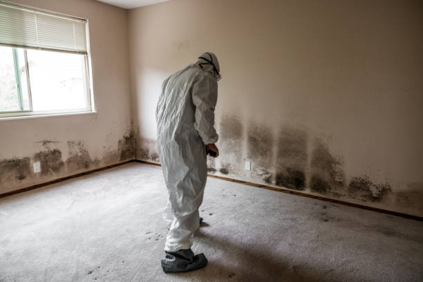 Best Attic Mold Removal  in Atkins, IA