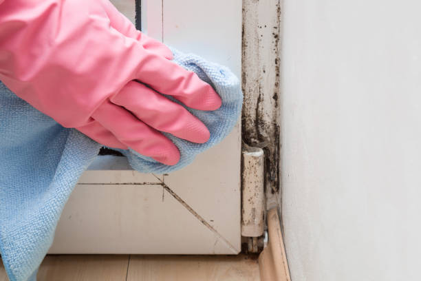 Attic Mold Removal in Atkins, IA